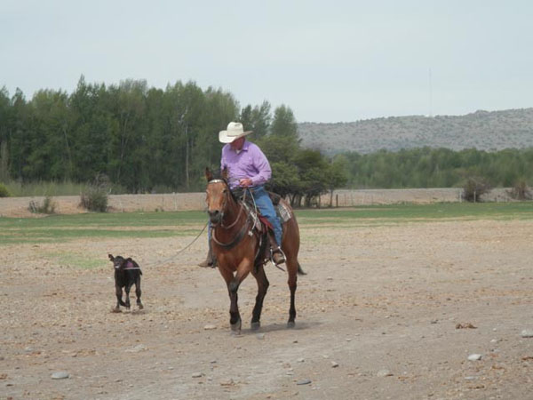 mcgarry ranches calf idaho