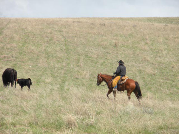 McGarry ranches cattle drives