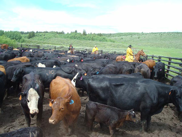 mcgarry ranches cattle work