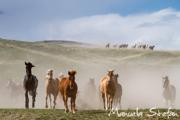 Montana horse drive