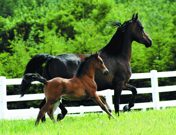 Morgan horse