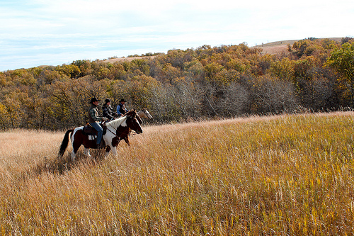 North Dakota Ranch Horses