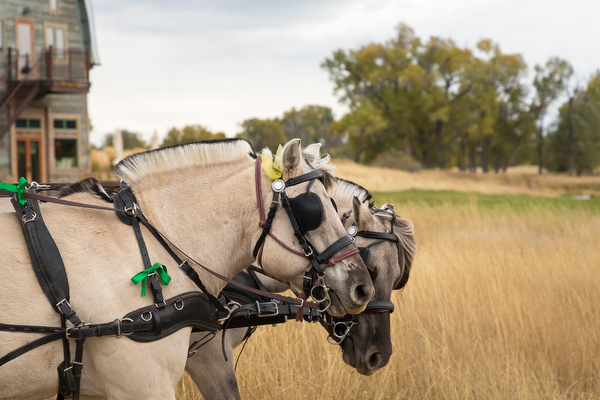 team of norwegian fjord horses at double t river ranch in montana