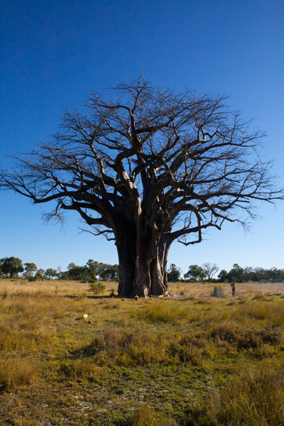 Africa baobab