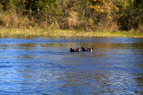 Okavango Delta hippo