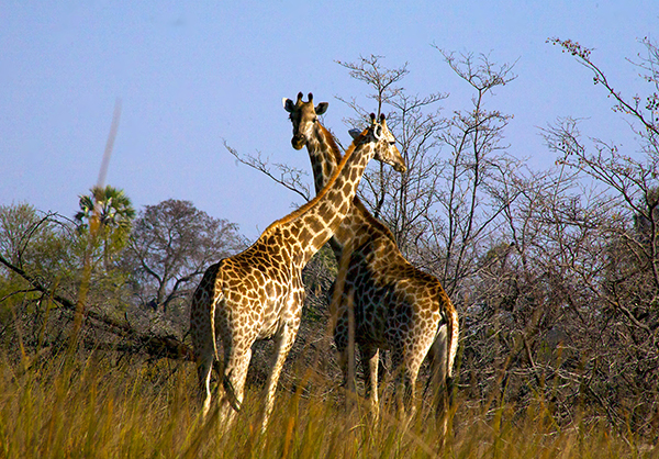 giraffes in the okavango delta 