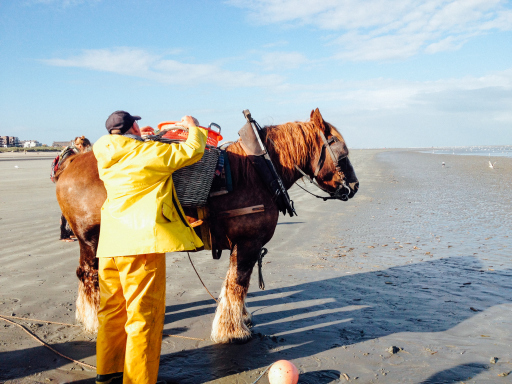 Shrimp Fishing Oostduinkerke Belgium