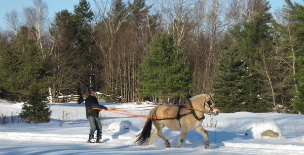 Pat Wolfe Butternut Farm Skijoring