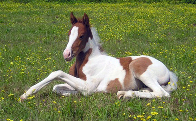 The Pinto Horse Breed Profile | Equitrekking