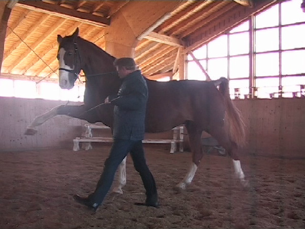 Ralf Schmitzer training the Spanish walk