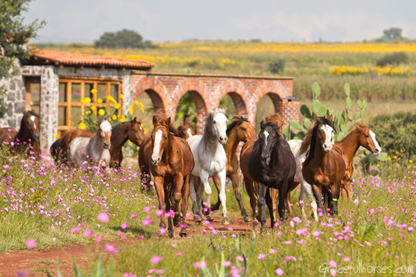 rancho las cascadas horseback riding vacation