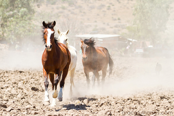 Rancho horses Mexico