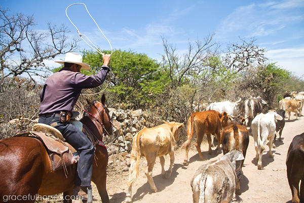 cattle drive mexico ranch vacation