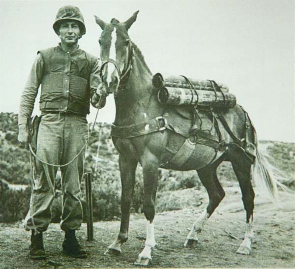 Reckless with Sergeant Latham Korean War