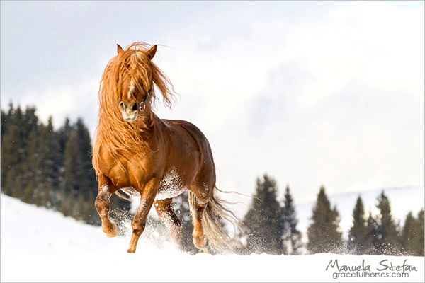 Hutul stallion at Lucia Stables, Romania
