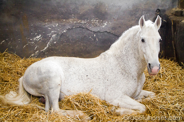 sambata de jos main stables horses romania