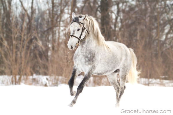 Romanian Lippizan stallion in the snow