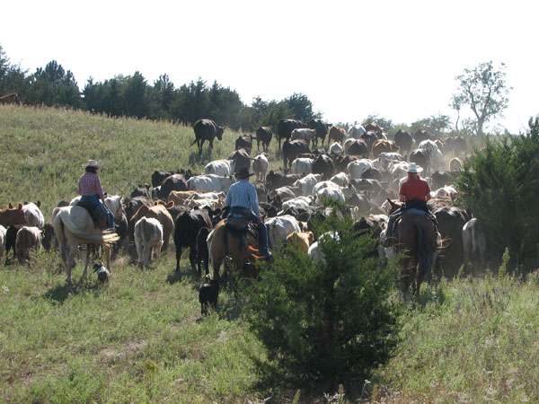 rowse ranch cattle drive nebraska