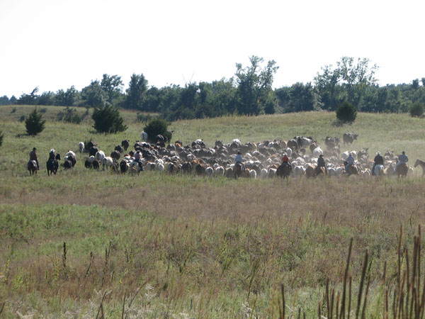 Rowse 1 ranch nebraska ranch vacations horseback