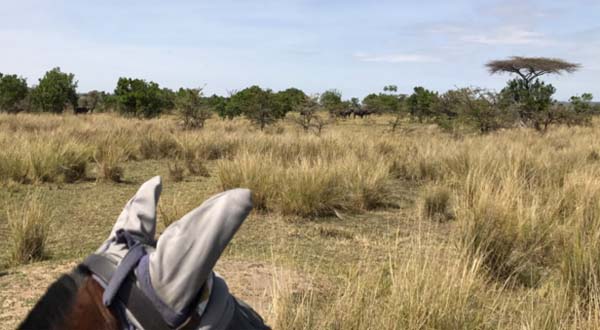 kenya horseback safaris