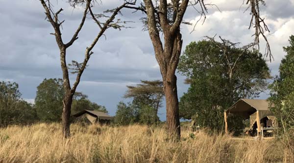 Luxury tents in the Mara