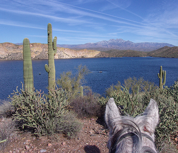 between the ears view from horseback of saguaro lake arizona