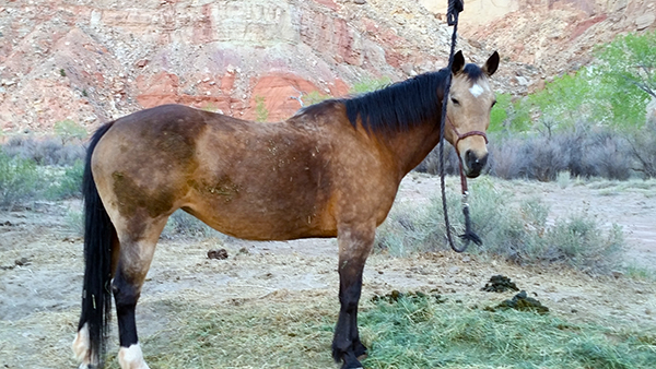 Sawdust horses