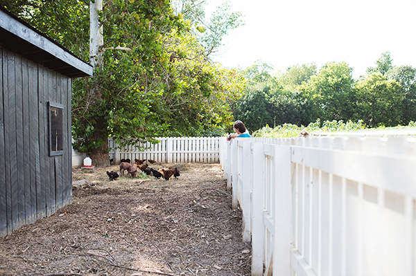 Shaker Village Chickens Pigs Compost