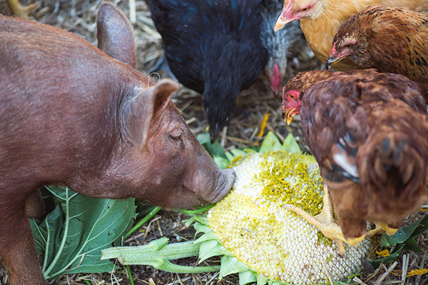 lessons in sustainability Shaker Village