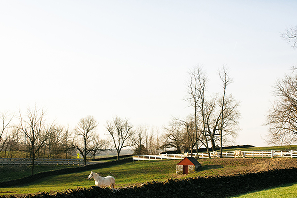 Shaker Village Percheron Pasture