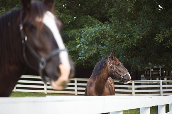 Shaker Village horses 