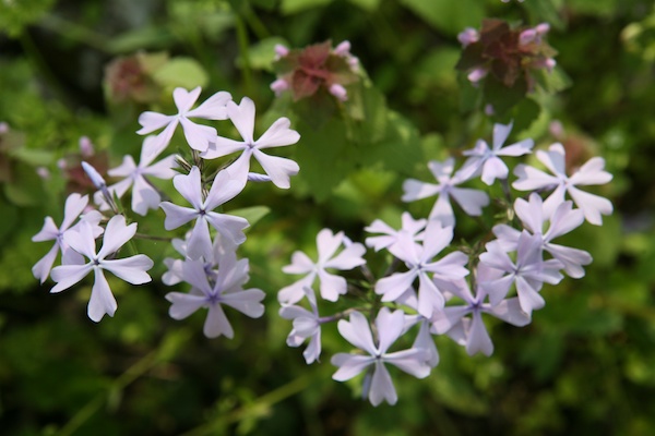 blue phlox