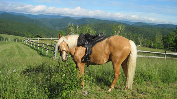 shalimar farm equestrian retreat horseback west virginia