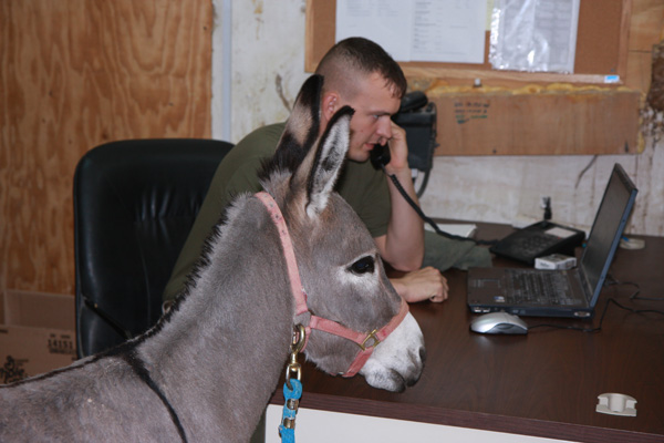 Smoke the Donkey in Office