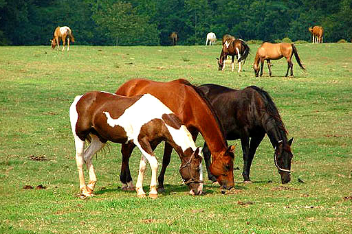 Southern Cross Guest Ranch horses