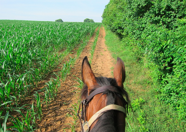 State Arboretum of Virginia horseback riding