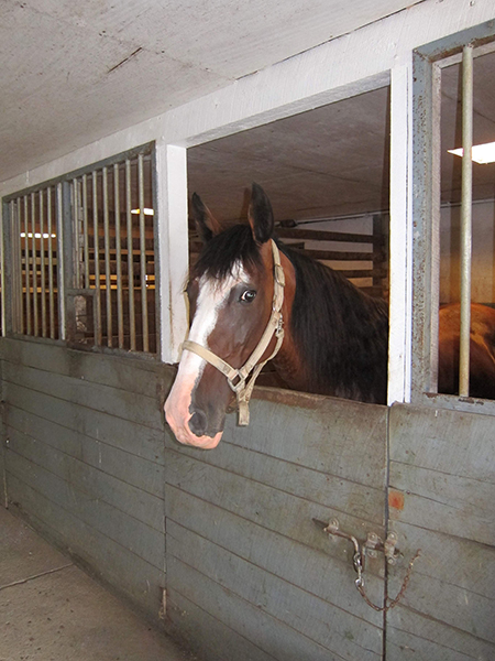 sunday in her box stall 