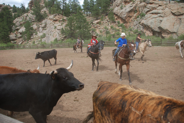 Tarryall Team Penning