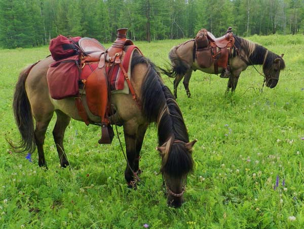 stamina your what's Stone Horse Your Riding  Host Expeditions Meet Mongolia