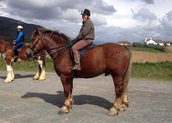Thor Sussex Punch heavy horse breed