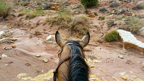 Sawdust horseback utah hondoo