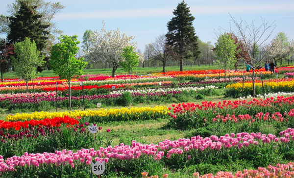 Veldheer's Tulip Farm Michigan