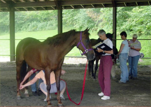 vet in competitive trail riding