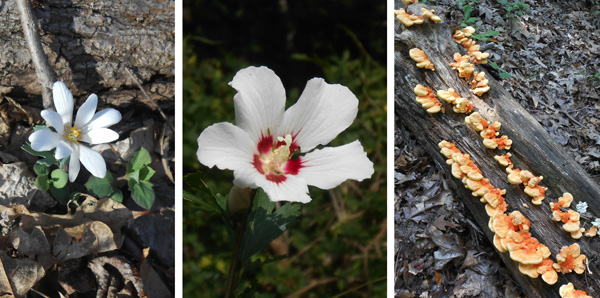 Flora and views on Rocky Gorge Trail