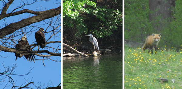 Wildlife on the Rocky Gorge Trail in Maryland