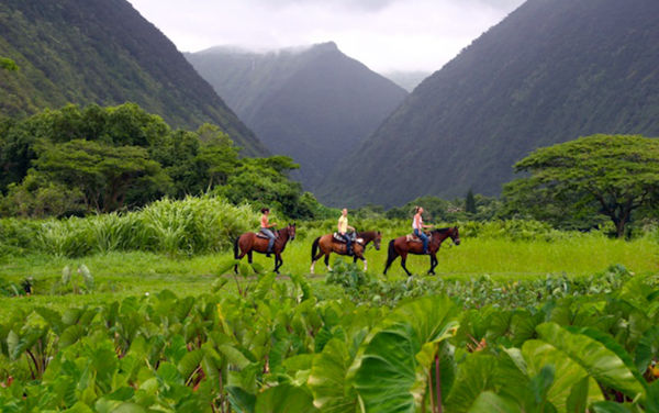 hawaii horse riding waipi'o valley