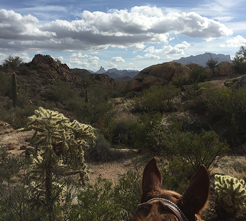 Weavers Needle horse riding arizona