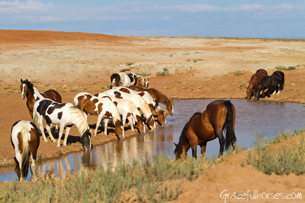 wild mustangs cody wyoming