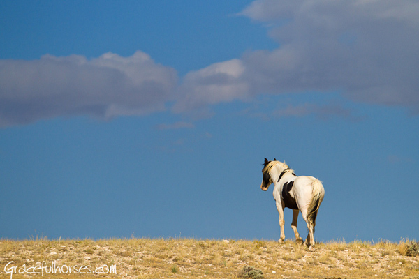 wild mustangs big horn basin wyoming