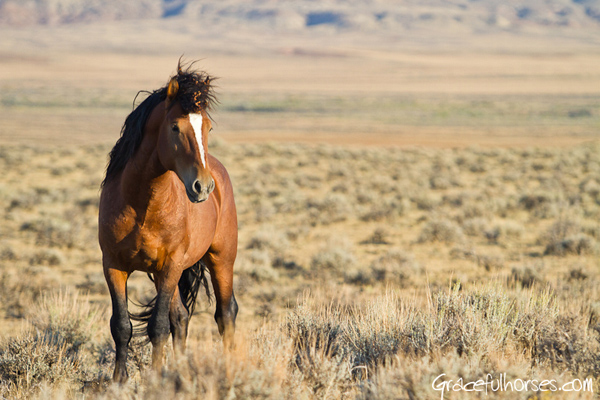 wild mustang wyoming blm